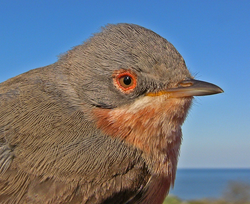 Subalpine Warbler, Sundre 20080521